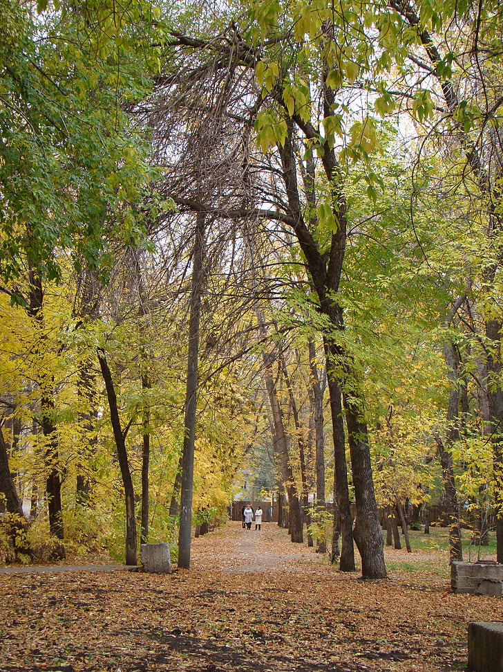 alley, trees, city, park, autumn, track, listopad
