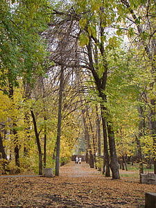 Vicolo, alberi, città, Parco, autunno, traccia, listopad