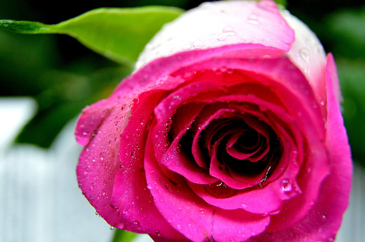 τριαντάφυλλο, λουλούδι, φύση, το τριαντάφυλλο, ροζ, μακροεντολή, ροδοπέταλα