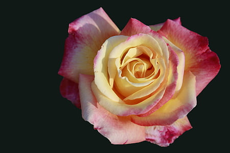 color de rosa, flor, flor, floración, flores rosa, fondo negro, multi coloreada
