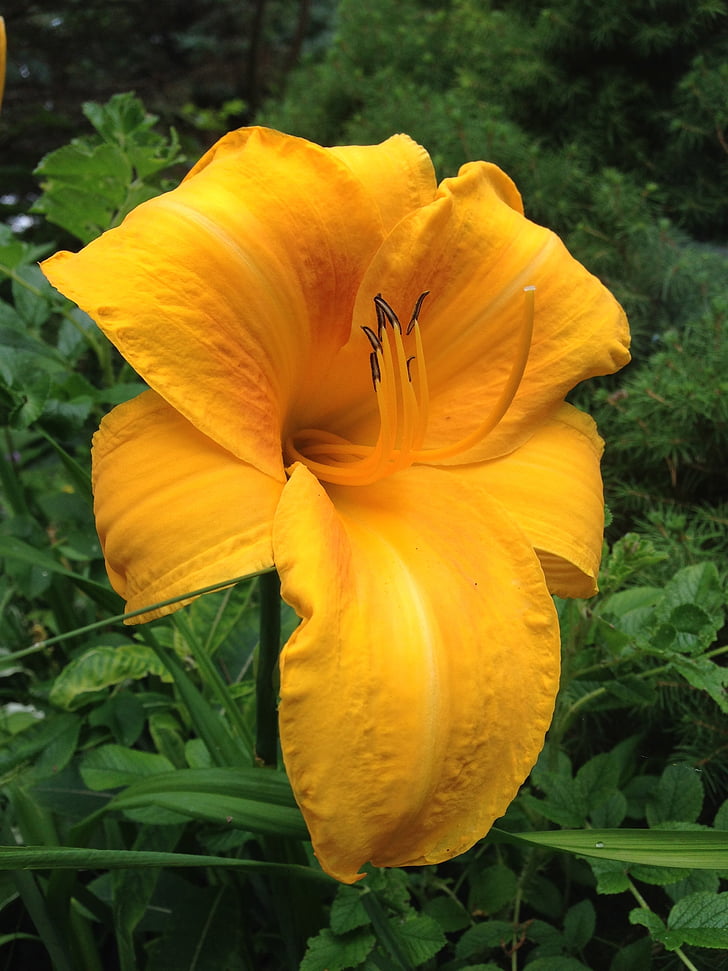 lily, flower, yellow, beautiful, floral, plant, bloom