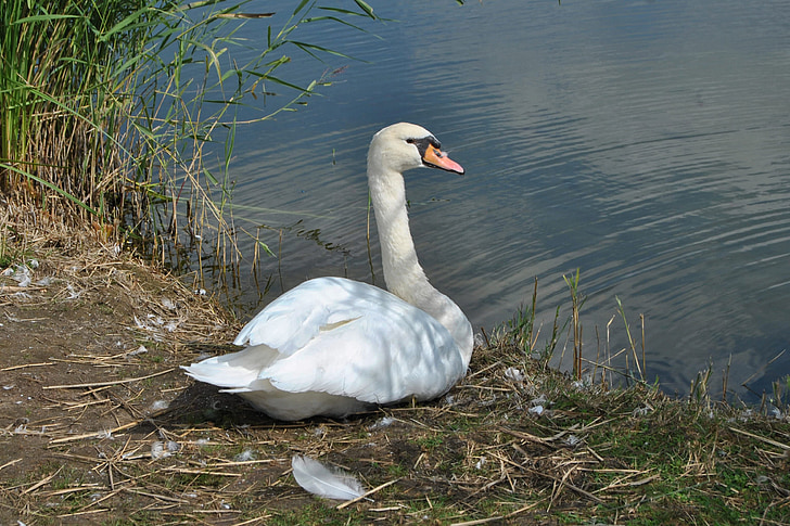 swan, mute swan, water, bank, feather, water bird, white