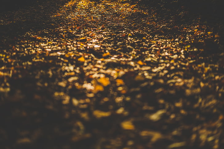 withered, leaves, soil, sun, rays, autumn, fall