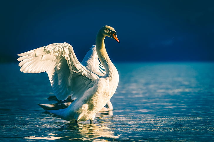 swan, bird, wildlife, lake, water, reflections, beautiful