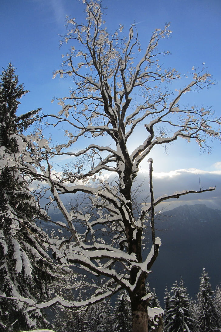 arbre, hiver, neigeux, Kahl, esthétique