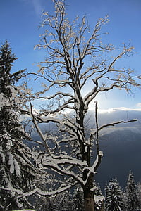 drzewo, zimowe, snowy, Kahl, estetyczne