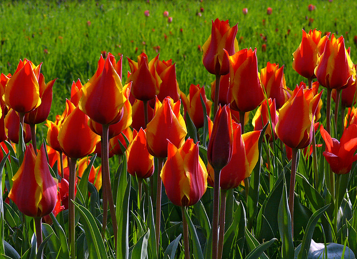 Hoa tulip, màu đỏ, màu xanh lá cây, Hoa, Thiên nhiên, mùa xuân, Tulip