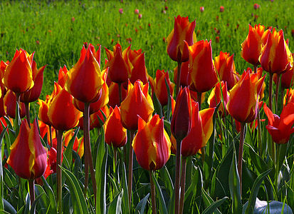 tulpaner, röd, grön, blommor, naturen, våren, Tulip
