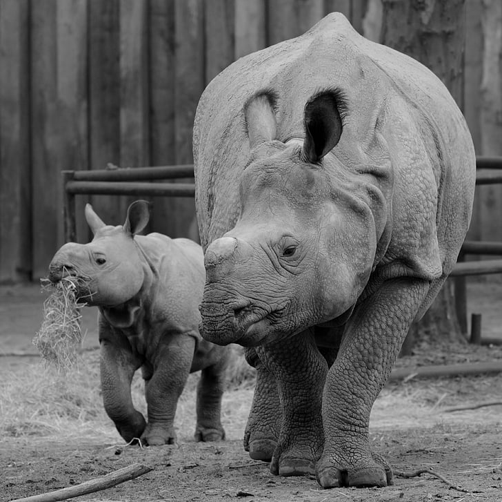 носорог, малките на носорога, животните, бозайник, теле