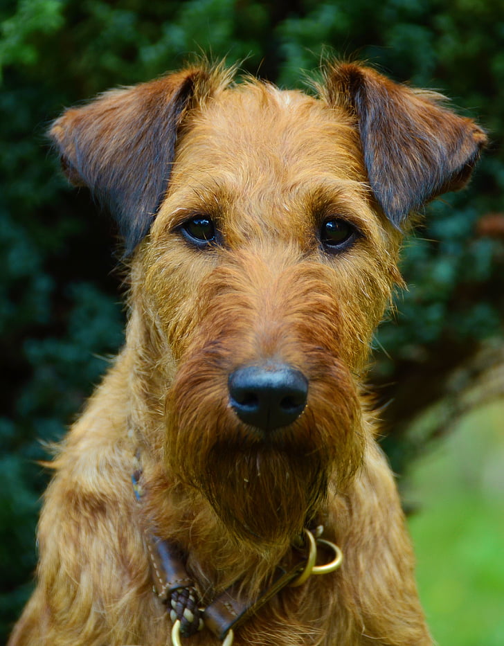 dog, irish terrier, animal portrait, hundeportrait, pet, brown, dog eyes