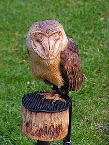 Barn owl, động vật ăn thịt, những album, con chim, động vật, lông vũ, Thiên nhiên