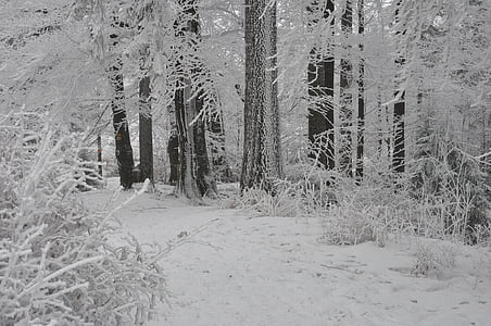 winter, bos, sneeuw, Frost, Bergen, boom, natuur