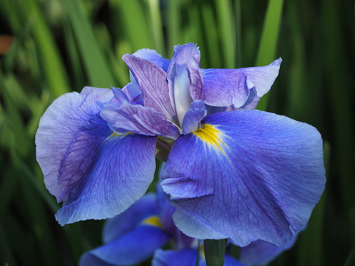 irisa, ziedi, zilus ziediņus
