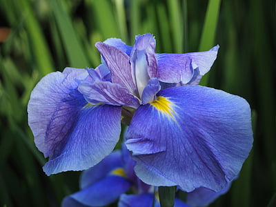 Iris, kvety, modré kvety