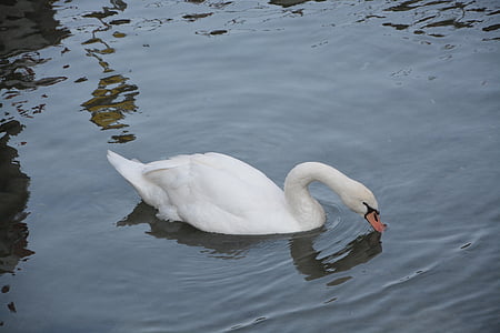swan, white, lake, water, majestic, animal, plumage