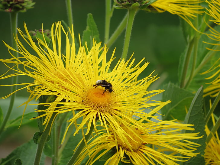 včela, květ, Pampeliška, Příroda, hmyz, závod, léto