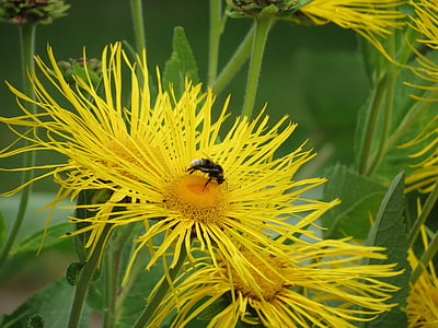 Bee, blomst, Mælkebøtte, natur, insekt, plante, sommer