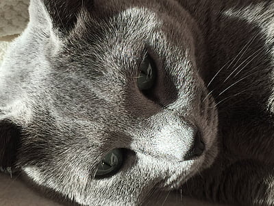 cat, russian blue, fur, smooch, eyes, powerful, pet