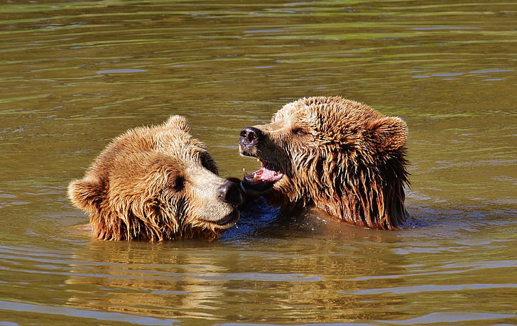 bear, water, play, animal world, animal, predator kind, brown bear