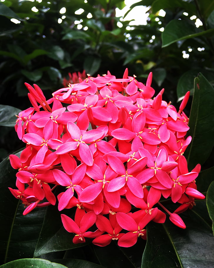 pink, large, flower