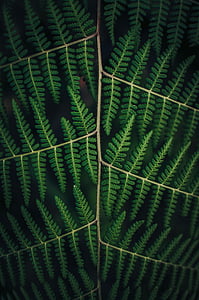 hojas, naturaleza, planta, verde, venas, oscuro, Closeup