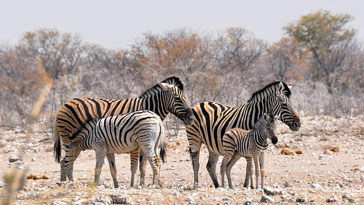 Zebra, Afrika, Namibië, natuur, droog, dier, gestreept
