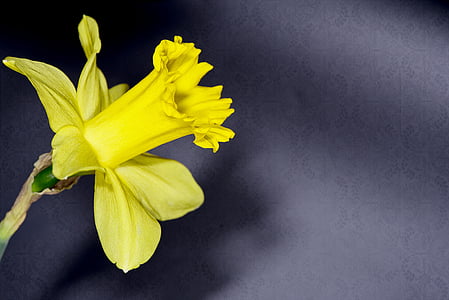 Narcis, kvet, žltá, kvet, kvet, žltý kvet, jarné kvety