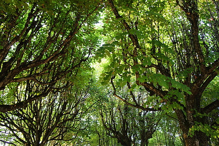 kanopi, daun, hijau, warna, nuansa hijau, Hijau hijau, pohon