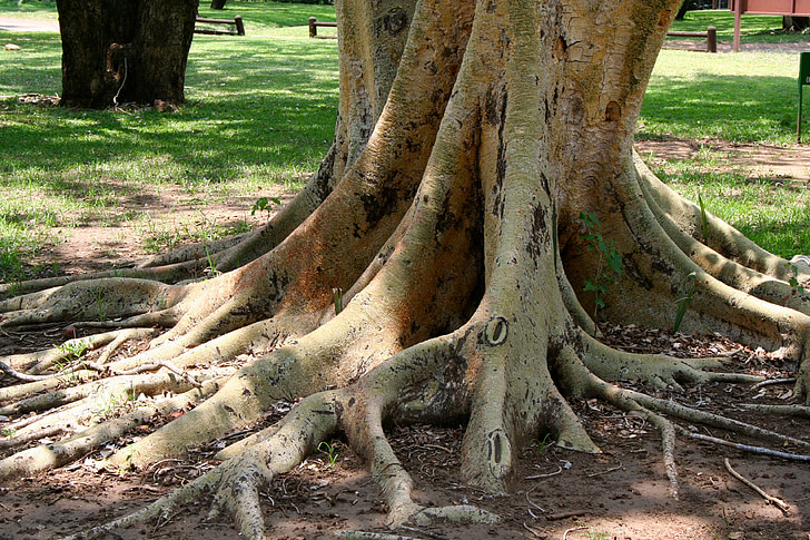 vročina, drevo, korenine