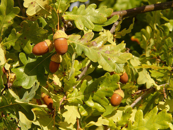 vārpstas ozols, pedunculate ozols, Quercus robur, Quercus pedunculata, vasarā ozols, vācu ozola, lapu koks