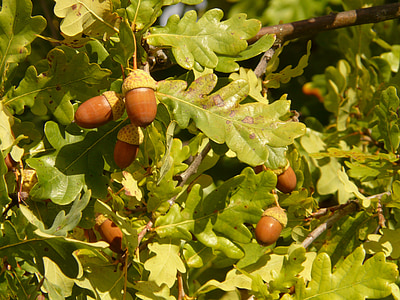 quercia dell'albero, quercia di Pedunculate, Quercus robur, Quercus pedunculata, quercia di estate, tedesco di rovere, albero a foglie decidue