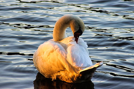 swan, evening sun, plumage, bird, animal, water, waters