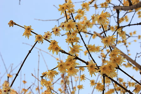 plomme blomst, våren, spiring, chimonanthus praecox, gul, himmelen, i skumringen