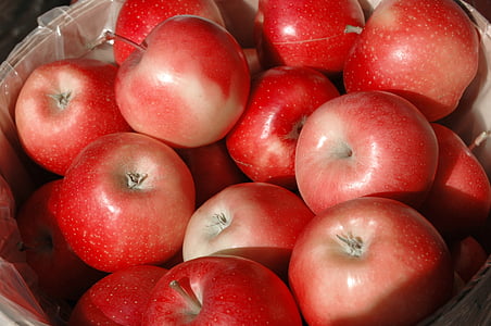 τα μήλα, πτώση, κόκκινο, συγκομιδή, σεζόν, ημέρα των ευχαριστιών, Περιβόλι