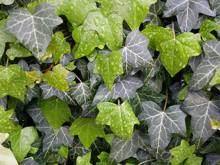 Ivy, blade, våd, plante, mønster, Hedera, Hedera helix