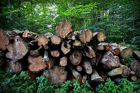 pohon, strain, tumpukan pohon, log, kulit pohon, hutan, seperti