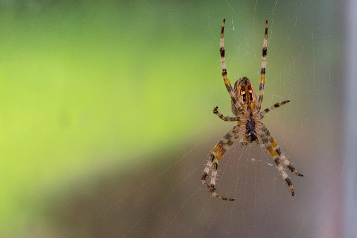 거미, 네트워크, 닫기, 자연, 곤충