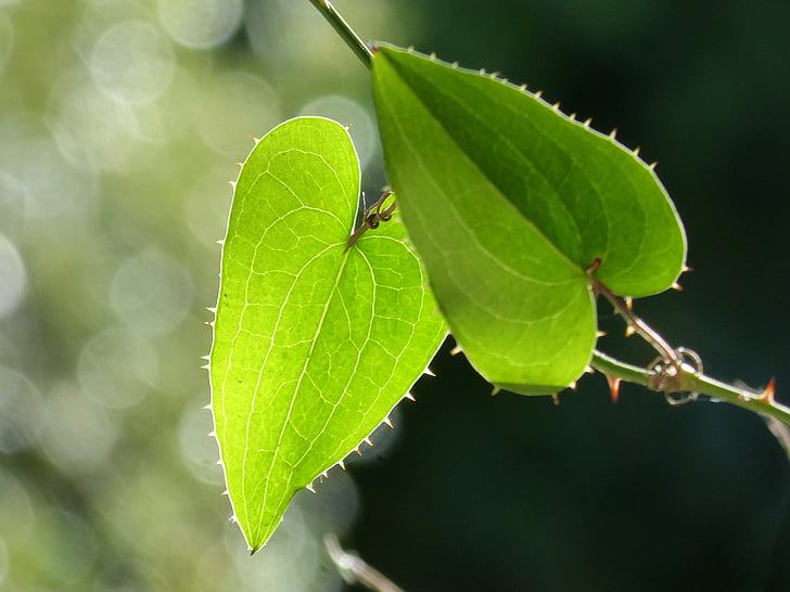 leaf, sarsaparilla, translucent