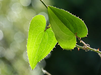 Leaf, Sarsaparilla, genomskinlig