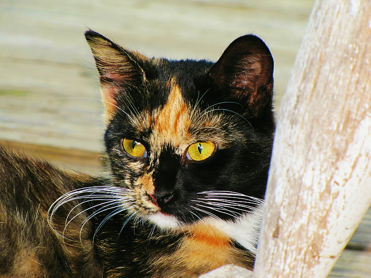 con mèo, khuôn mặt mèo, màu đỏ, màu đen, mèo chân dung động vật, vật nuôi