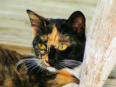 gato, cara de gato, rojo, negro, animal de retrato de gato, mascota
