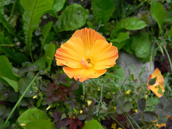 Eschscholzia, Califórnia poppy, Mack, laranja, flor, linda, natureza