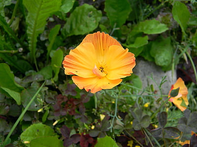 eschscholzia, Калифорния Мак, Мак, Ориндж, цвете, прекрасен, природата