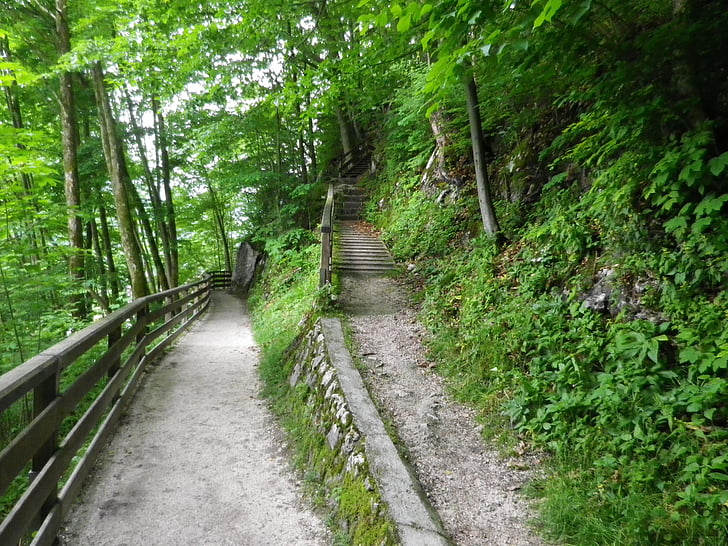 Thiên nhiên, lên hoặc xuống, cầu thang, dần dần, đi, rừng