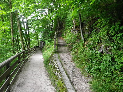 Príroda, nahor alebo nadol, schody, postupne, vzdialenosť, Forest