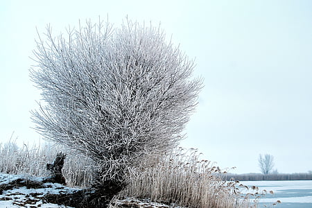 arbre, les pastures, Gebre, neu, l'hivern, hivernal, natura