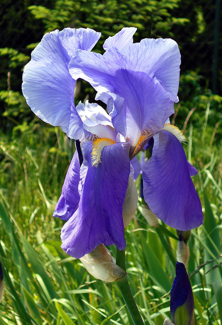Iris, Hoa, màu tím, Sân vườn, mùa xuân, vĩ mô, thực vật