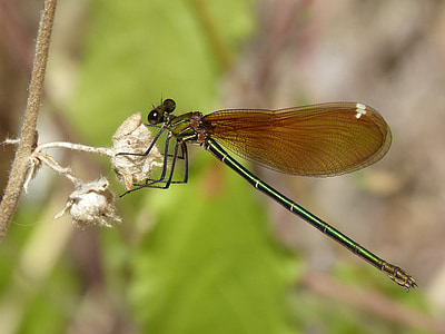 Dragonfly, sort dragonfly, gennemskinnelige vinger, calopteryx haemorrhoidalis, iriserende