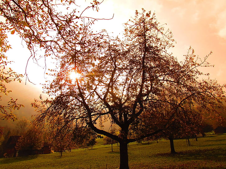 koks, rudens, zelta rudens, daba, saulriets, ārpus telpām, sezonas