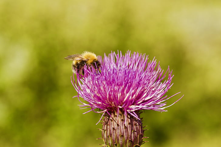 꽃, 꿀벌, 본질은, 여름, 엉 겅 퀴, 자연, 곤충